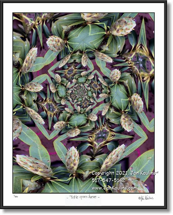 Click on this image to see an enlarged view of MR TOADS DANCING CIRCUS.